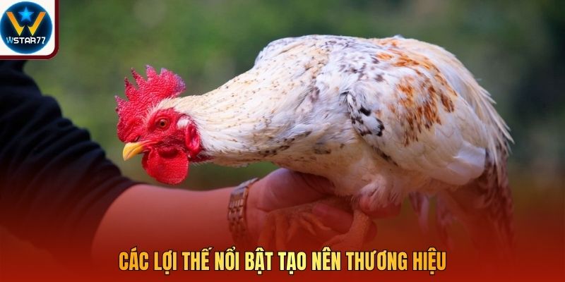 Các lợi thế nổi bật tạo nên thương hiệu