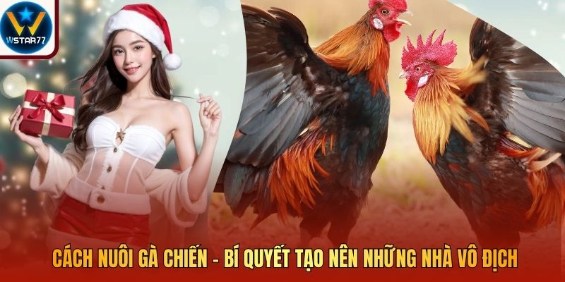 Cách Nuôi Gà Chiến - Bí Quyết Tạo Nên Những Nhà Vô Địch