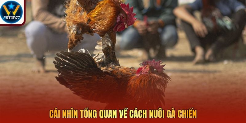 Cái nhìn tổng quan về cách nuôi gà chiến