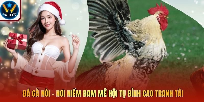 Đá Gà Nòi - Nơi Niềm Đam Mê Hội Tụ Đỉnh Cao Tranh Tài