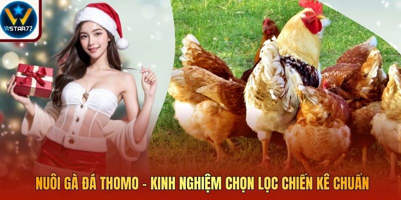 Nuôi Gà Đá Thomo - Kinh Nghiệm Chọn Lọc Chiến Kê Chuẩn