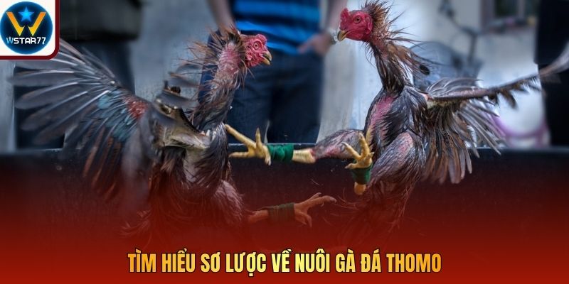 Tìm hiểu sơ lược về nuôi gà đá Thomo